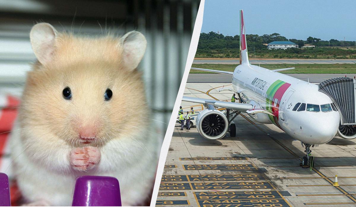 Стая хомяков на четыре дня приковала к земле огромный Airbus в Португалии
