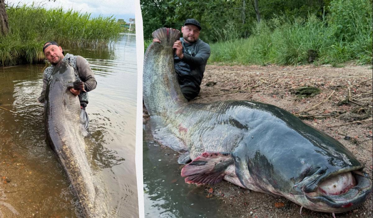 В Польше рыбак выловил из Одры сома гигантских размеров (фото)