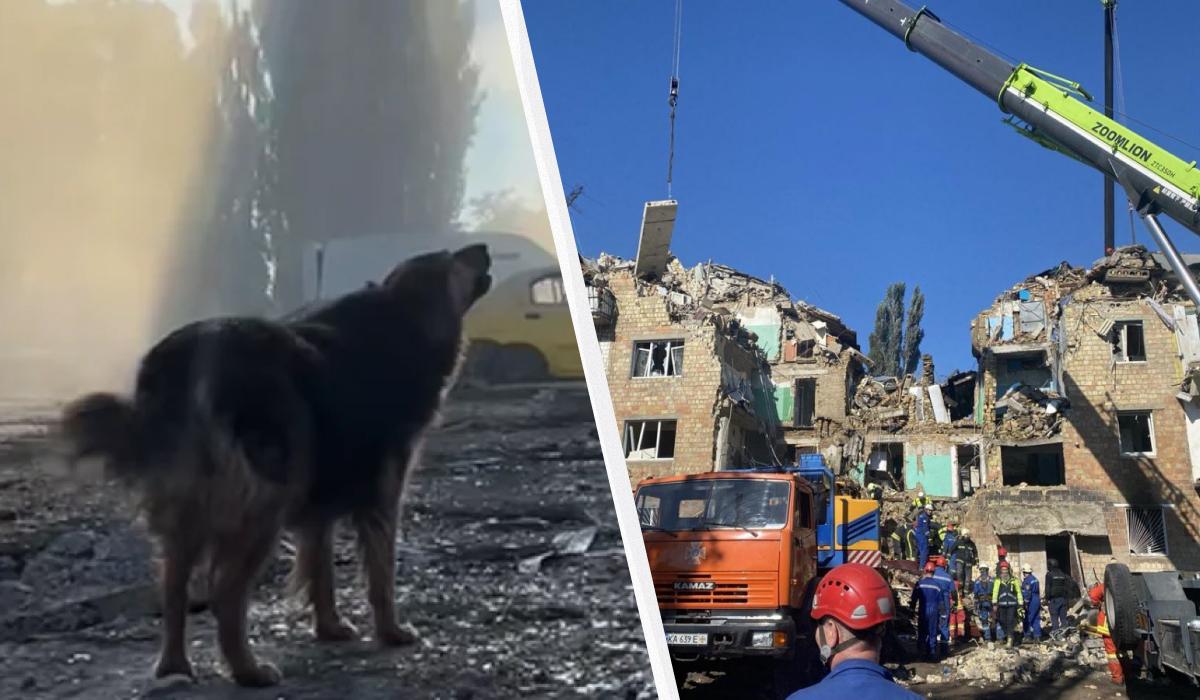 В Киеве собака двое суток ждала хозяина, которого убила Россия: как сложилась ее судьба (видео)