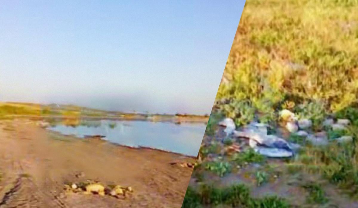 Андрющенко рассказал о массовом мор рыбы в крупнейшем водоеме оккупированной Мелитопольщины