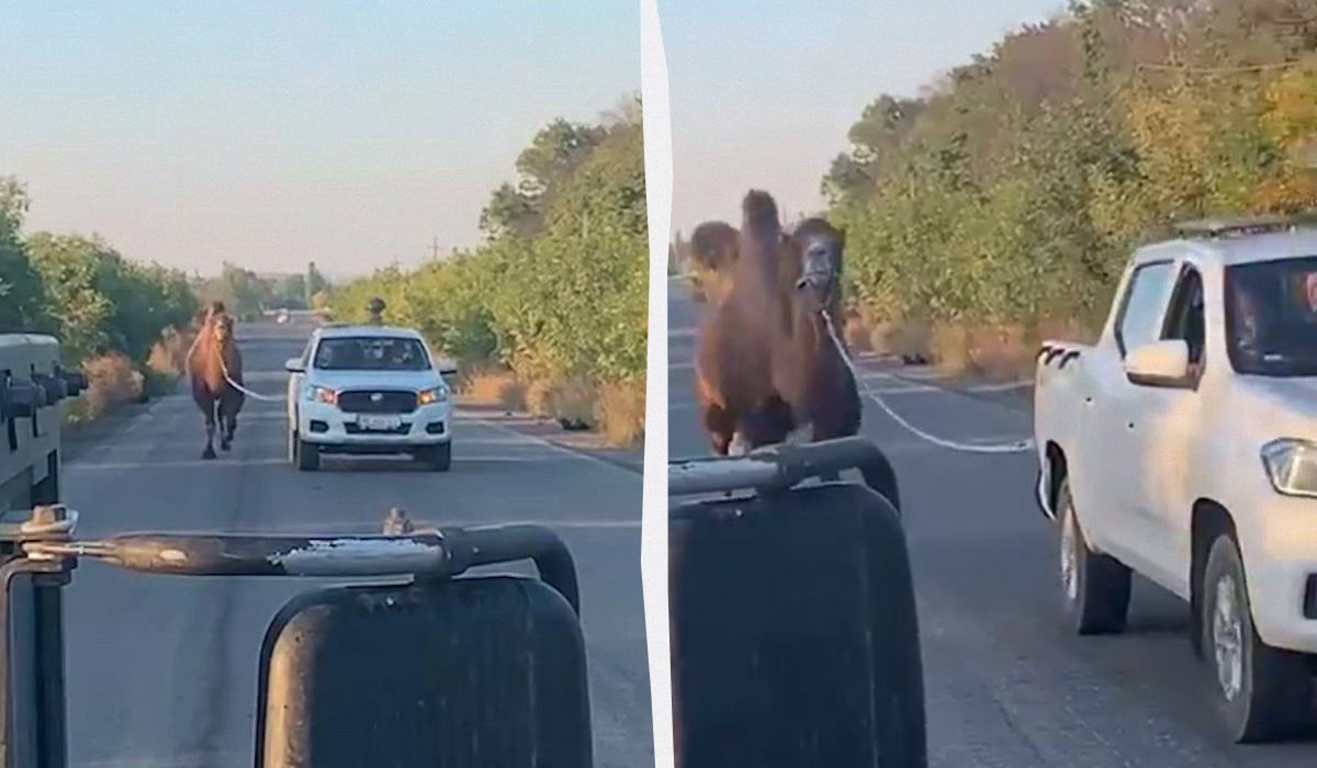 На фронте бойцы затрофеили живого верблюда (видео)