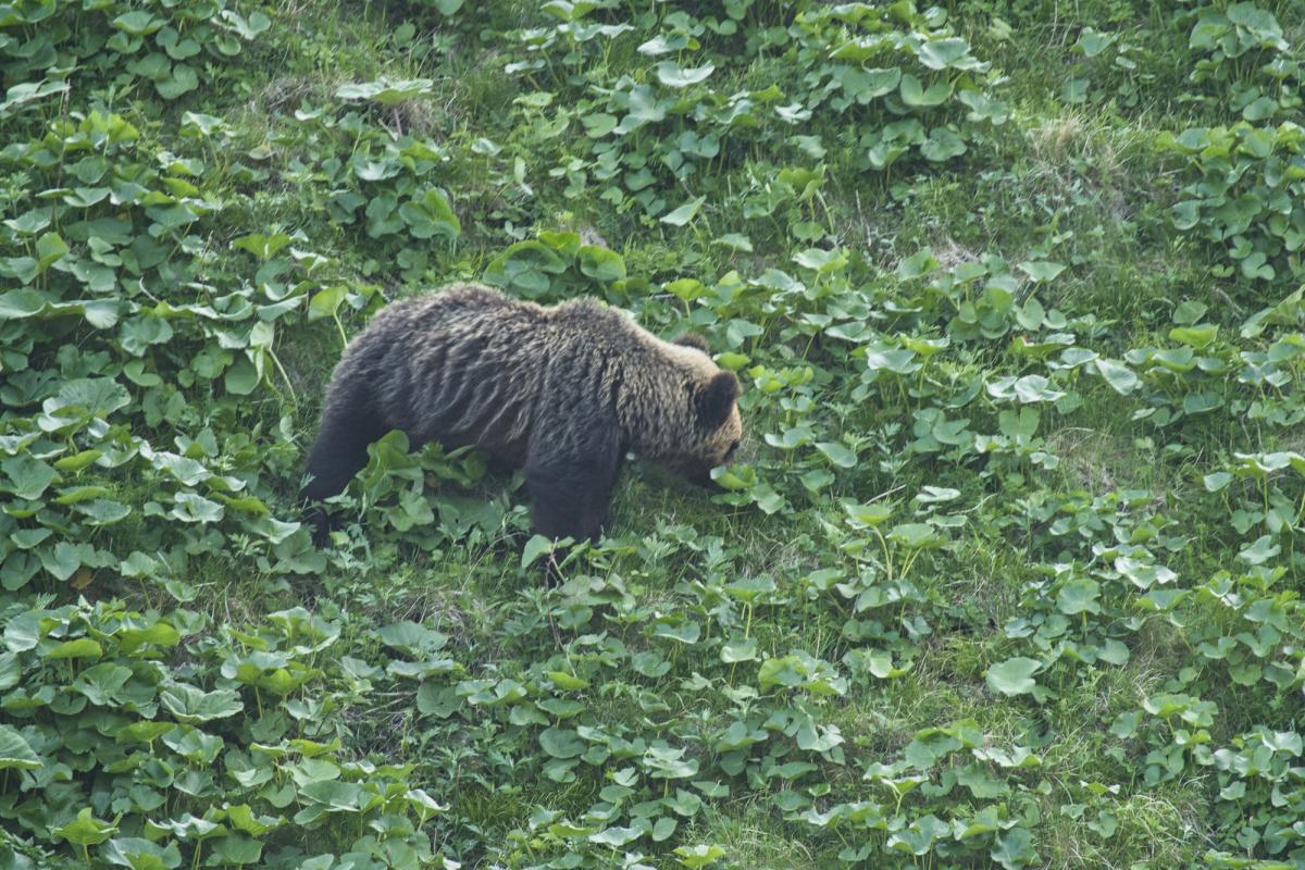 В Японии медведь напал на мужчину в общественной уборной