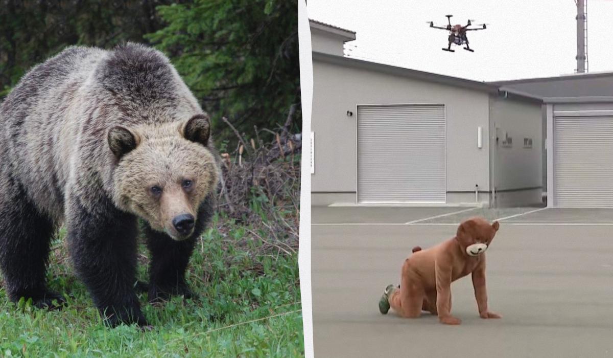 В Японии обострилась “война” с медведями: в ход пошли дроны (видео)