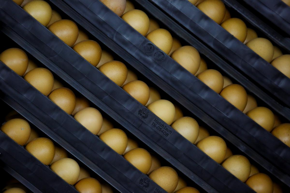 Скоро будет дешевле, чем в Украине: в США рекордно падают цены на куриные яйца