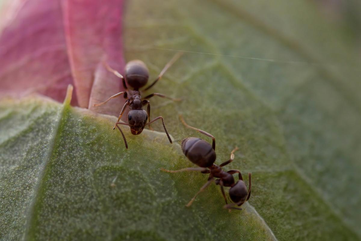 Китаец пытался вывезти из Кении более 2000 живых редких муравьев