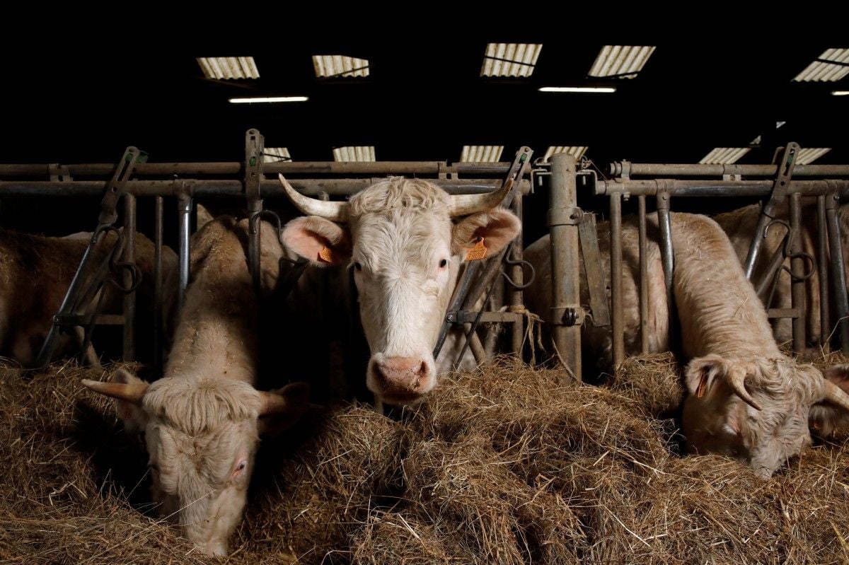 Вирус вне цензуры: как Россия превращает ящур в трансграничную катастрофу