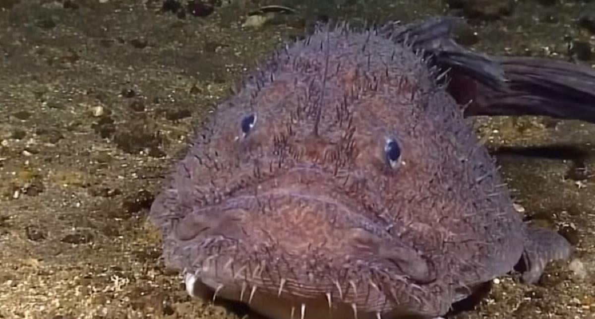 Одна из самых жутких рыб океана эволюционировала неожиданным образом, – ученые