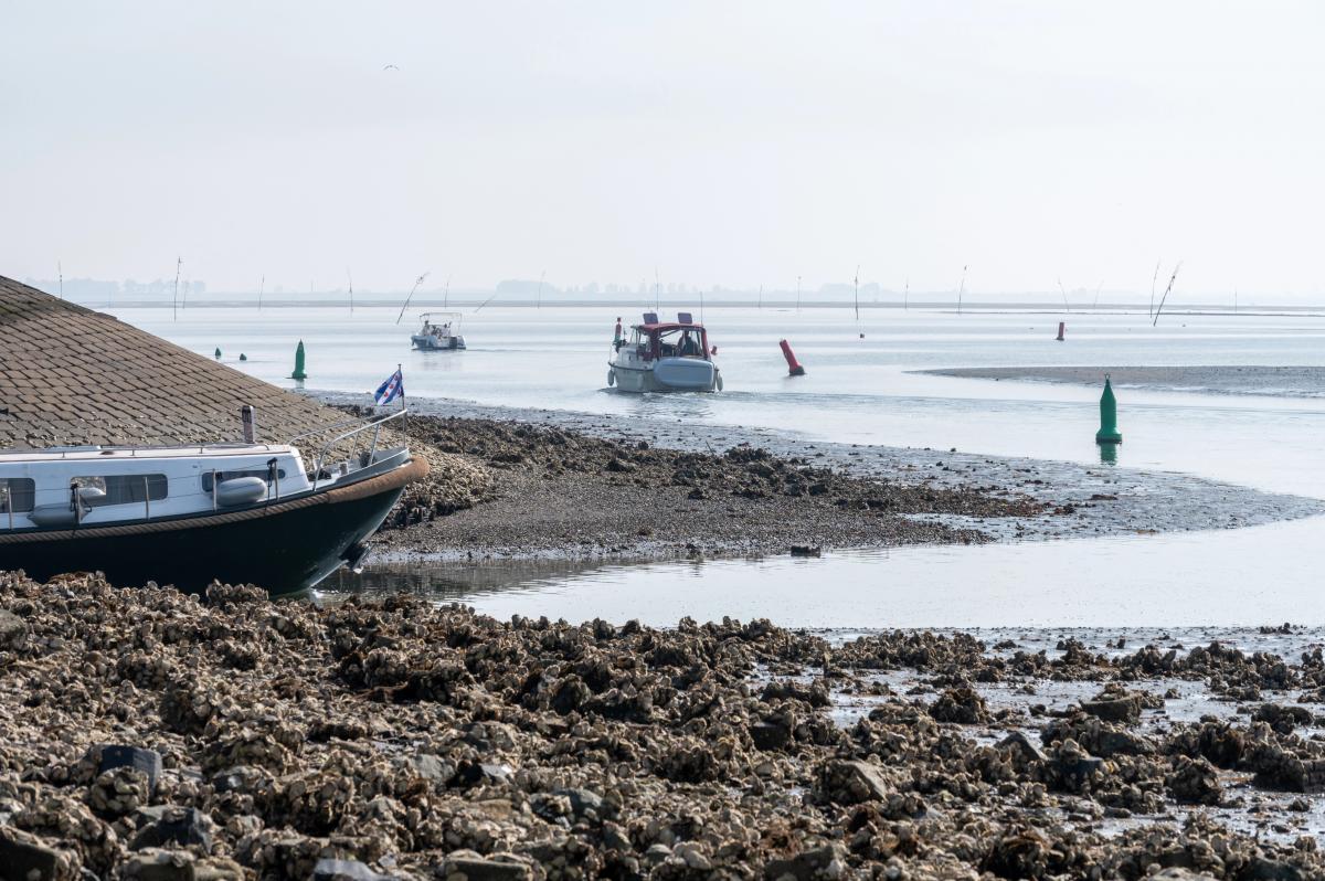 В США готовы заплатить $200 000 за способ остановить проблему, которая уже обходится в миллиарды